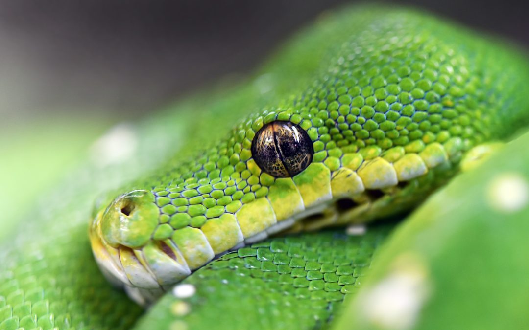 5 Reasons For Python’s Popularity in Machine Learning