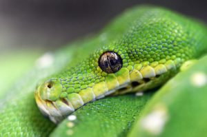 green phython